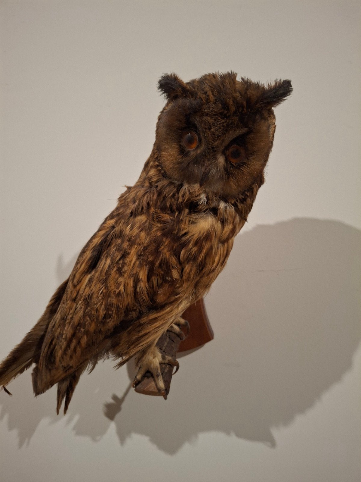 Opgezette ransuil - Prachtige decoratie, Verzamelen, Dierenverzamelingen, Ophalen of Verzenden, Gebruikt, Vogel, Opgezet dier