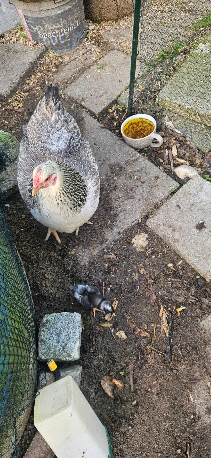 Prachtige tamme Wyandotte hen met kuiken, Dieren en Toebehoren, Pluimvee, Vrouwelijk, Kip