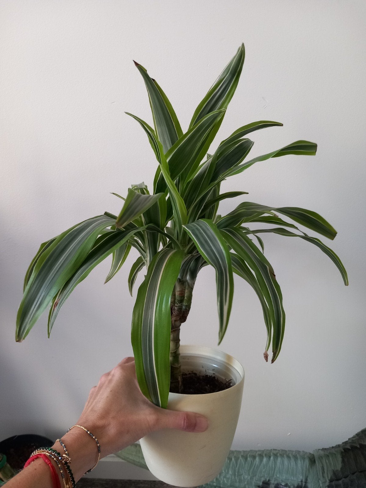 Dracaena fragrans (Drakenbloedboom) zoekt nieuw huisje, Ophalen, Overige soorten, Halfschaduw, In pot