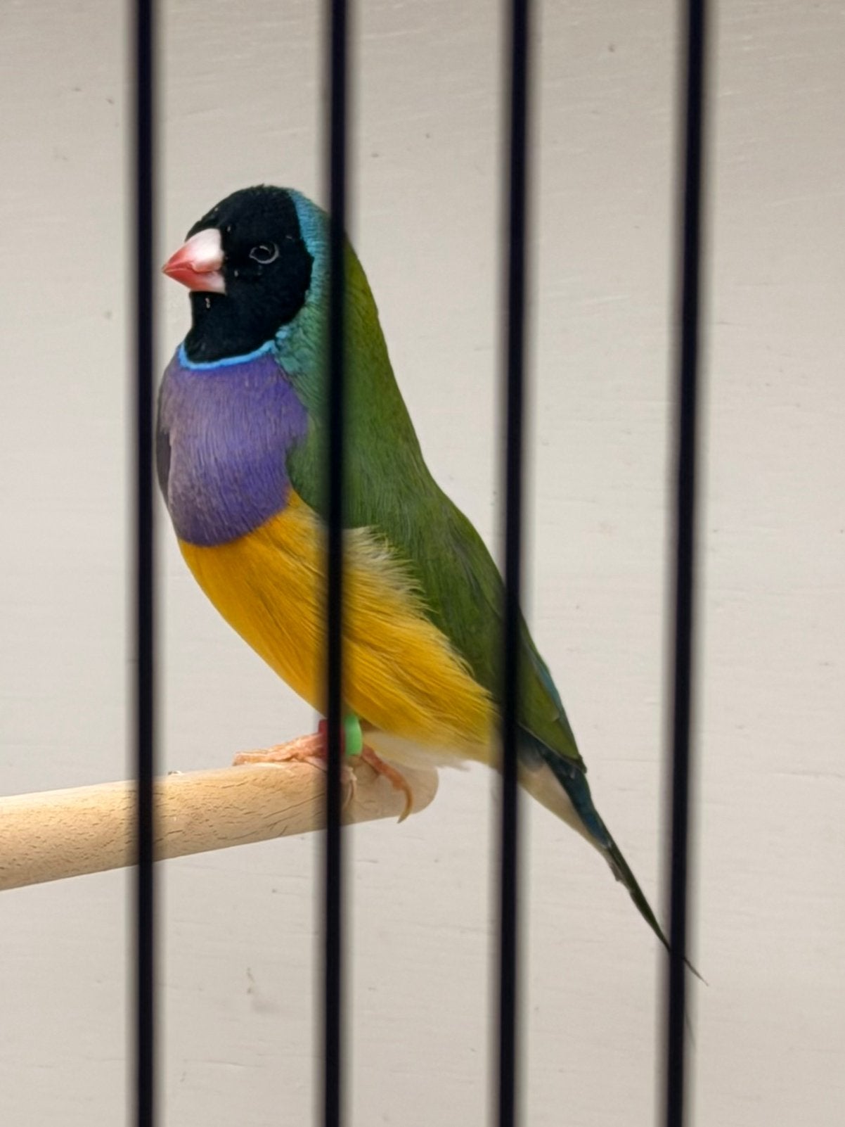 Mooie zwartkop paarsborst man gouldamadine tt kwaliteit!, Dieren en Toebehoren, Vogels | Overige Vogels, Mannelijk, Geringd