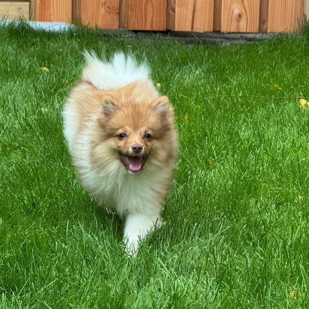 Pomeriaan teefje 🩷 🐶  red Choco, Dieren en Toebehoren, Overige rassen, CDV (hondenziekte), 8 tot 15 weken, Teef
