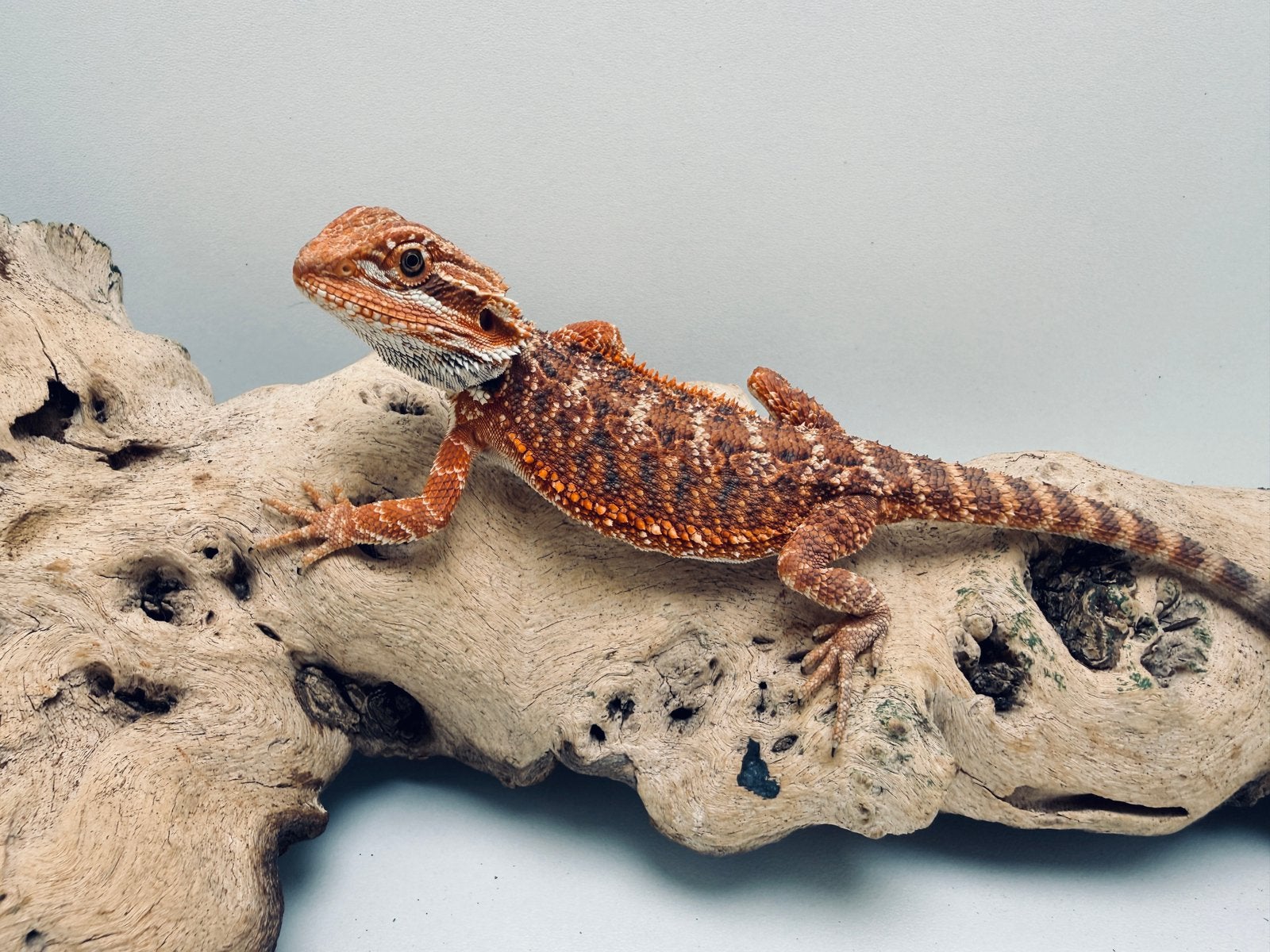 Baardagaam “Red Tiger”, Dieren en Toebehoren, Hagedis, Tam, 0 tot 2 jaar