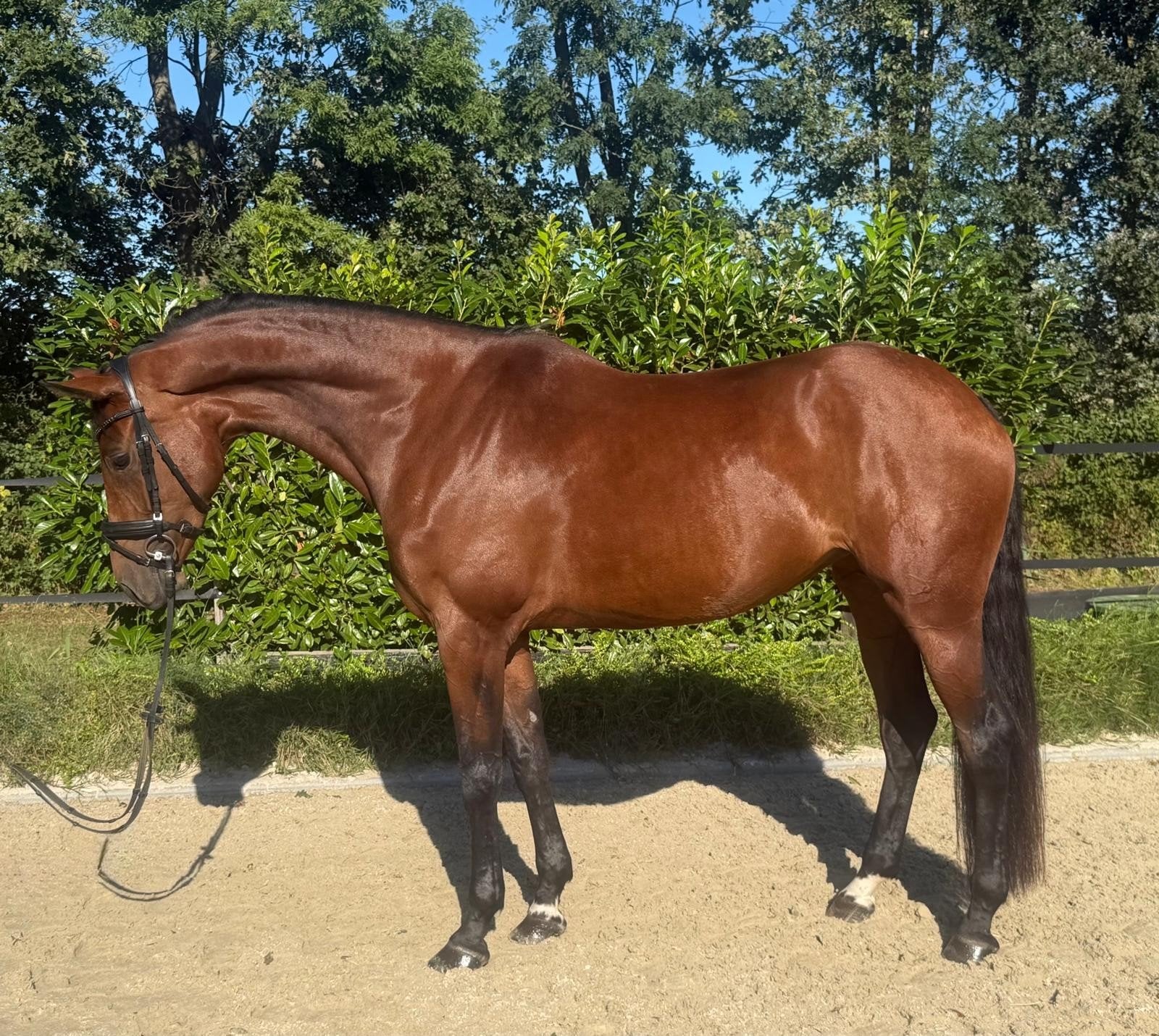 Updated ! Sympathieke en talentvolle merrie te koop aangebo, Z, Dressuurpaard, Merrie, Gechipt