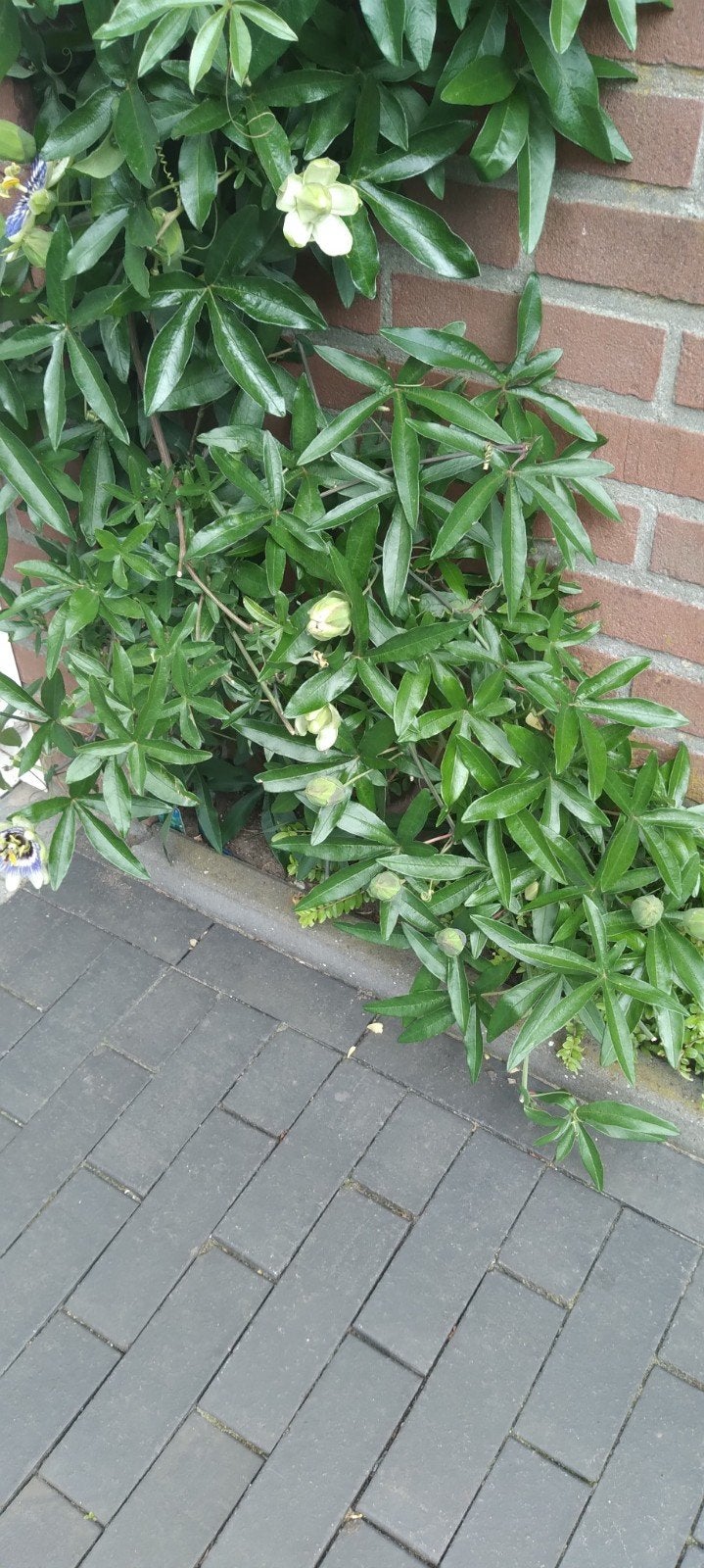 Goed gewortelde Passiebloem stekken - 5 stuks, Tuin en Terras, Planten | Tuinplanten, Volle zon, Vaste plant, Ophalen of Verzenden