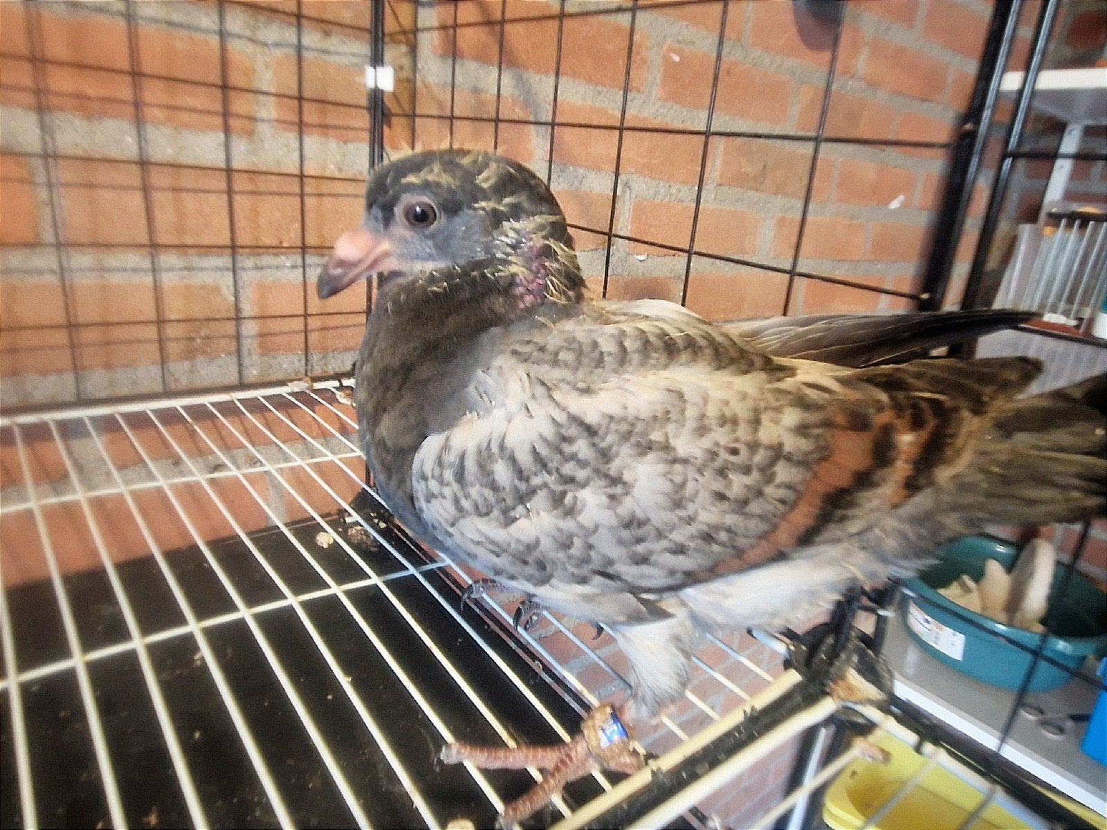Te koop: mooie jonge postduiven in de kleur opaal, Dieren en Toebehoren, Meerdere dieren, Postduif