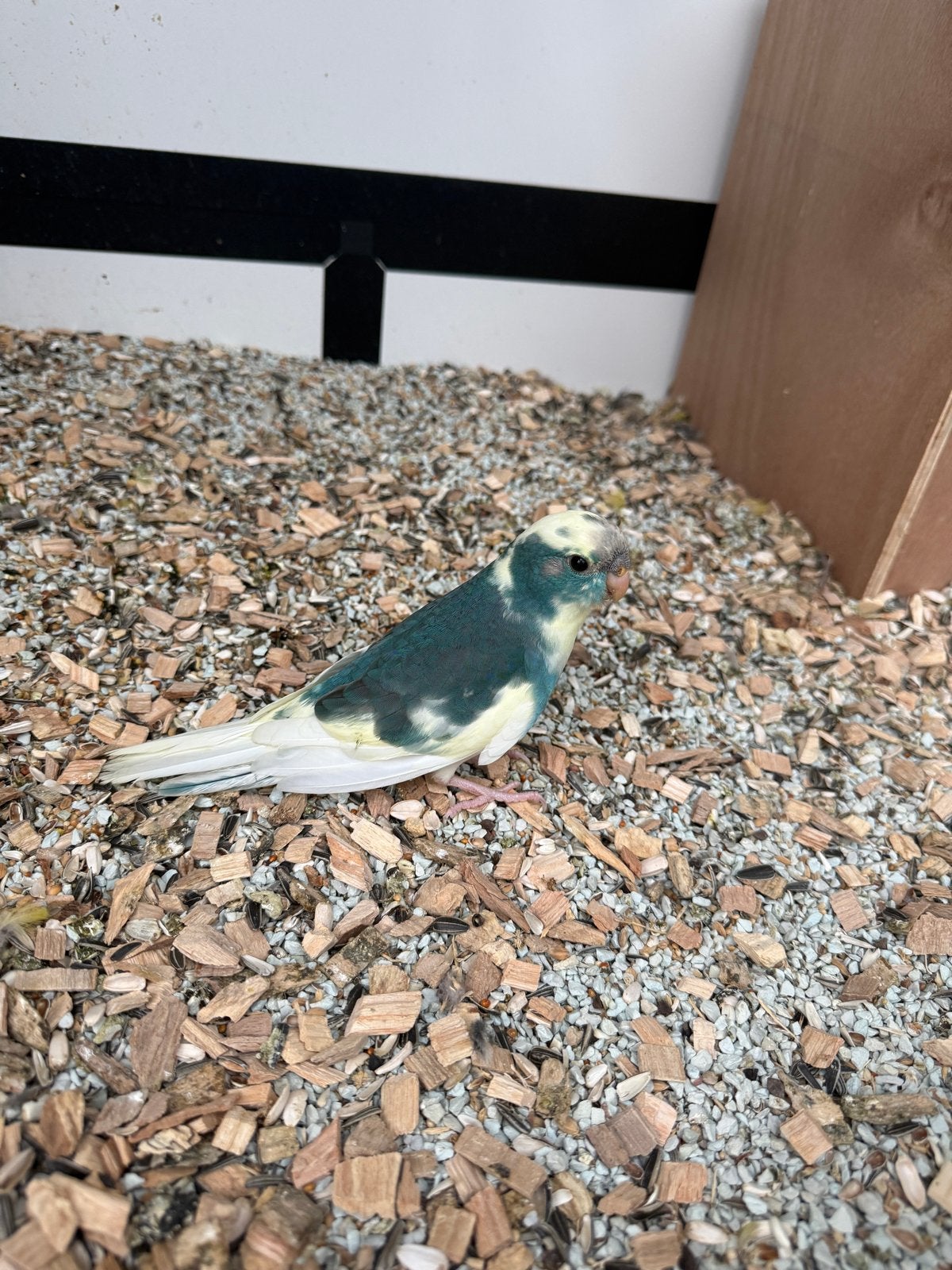 Kakariki man