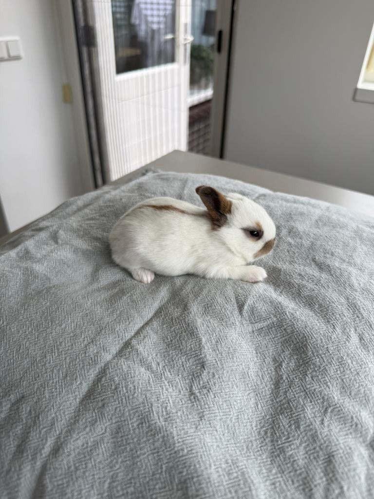 Lotharingerdwerg rammetjes, Dieren en Toebehoren, Mannelijk, Dwerg, 0 tot 2 jaar