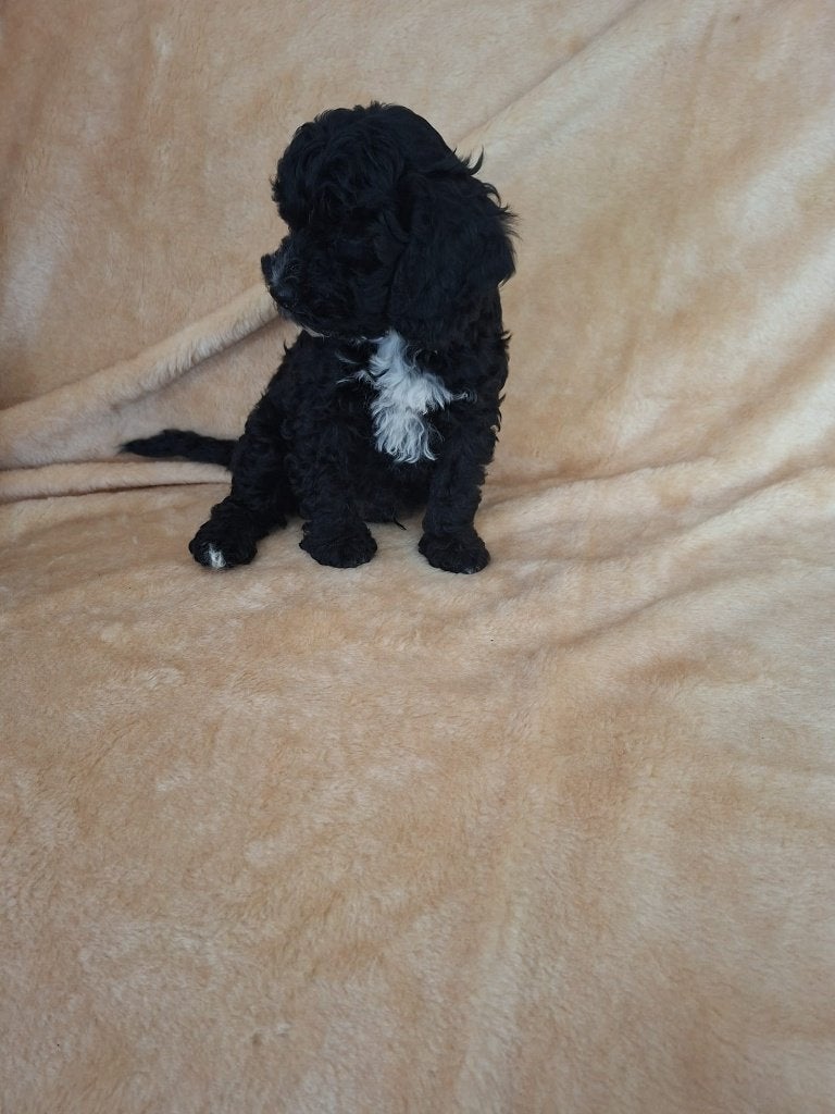 Labradoodle reutjes beschikbaar medium, Reu, 8 tot 15 weken, Parvo, Meerdere