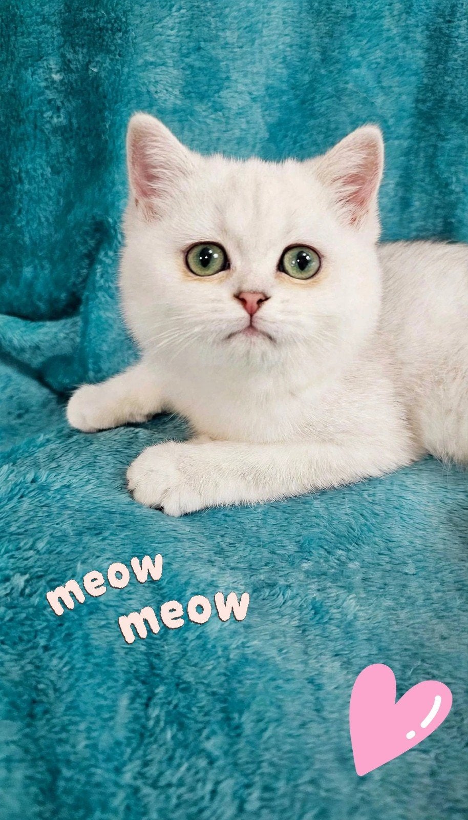 Prachtig Brits korthaar kitten -Black silver shaded, Dieren en Toebehoren