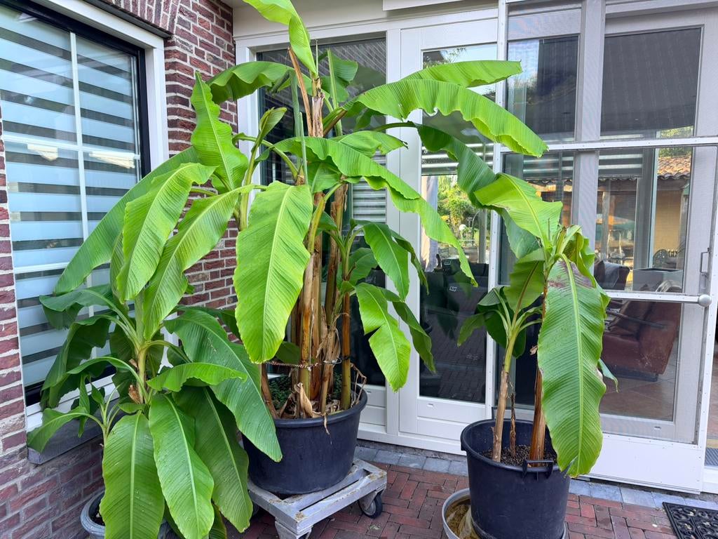 Winterharde bananen nog enkele stuks, Overige soorten, 100 tot 250 cm, Zomer, Ophalen