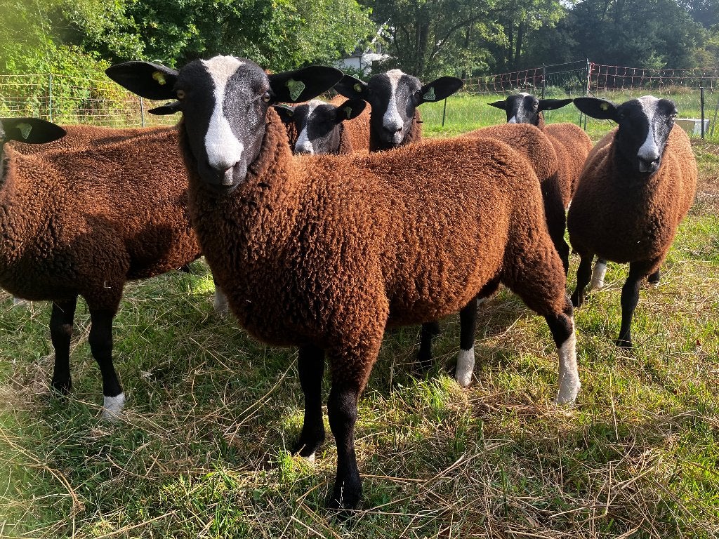 Zwartbles ramlammeren te koop, Dieren en Toebehoren, Mannelijk, Schaap, 0 tot 2 jaar