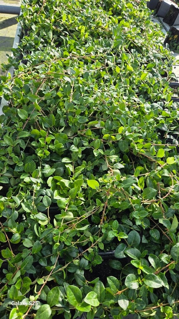Vinca minor Atropurpurea - Maagdenpalm - Paars, Ophalen, Vaste plant, Bodembedekkers, Halfschaduw