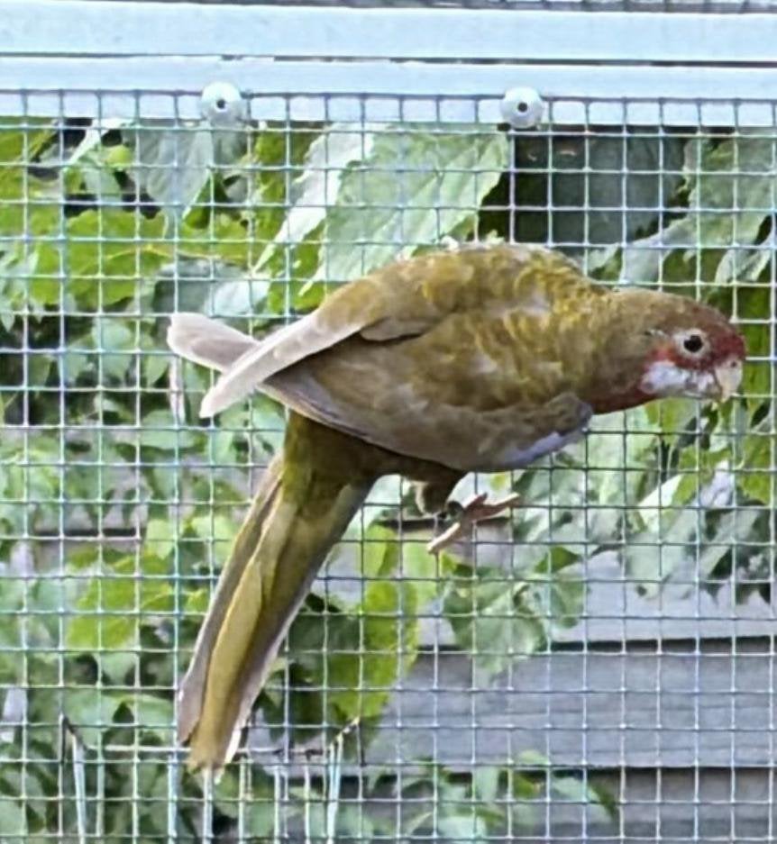 Te koop rosella, Mannelijk, Parkiet, Geringd