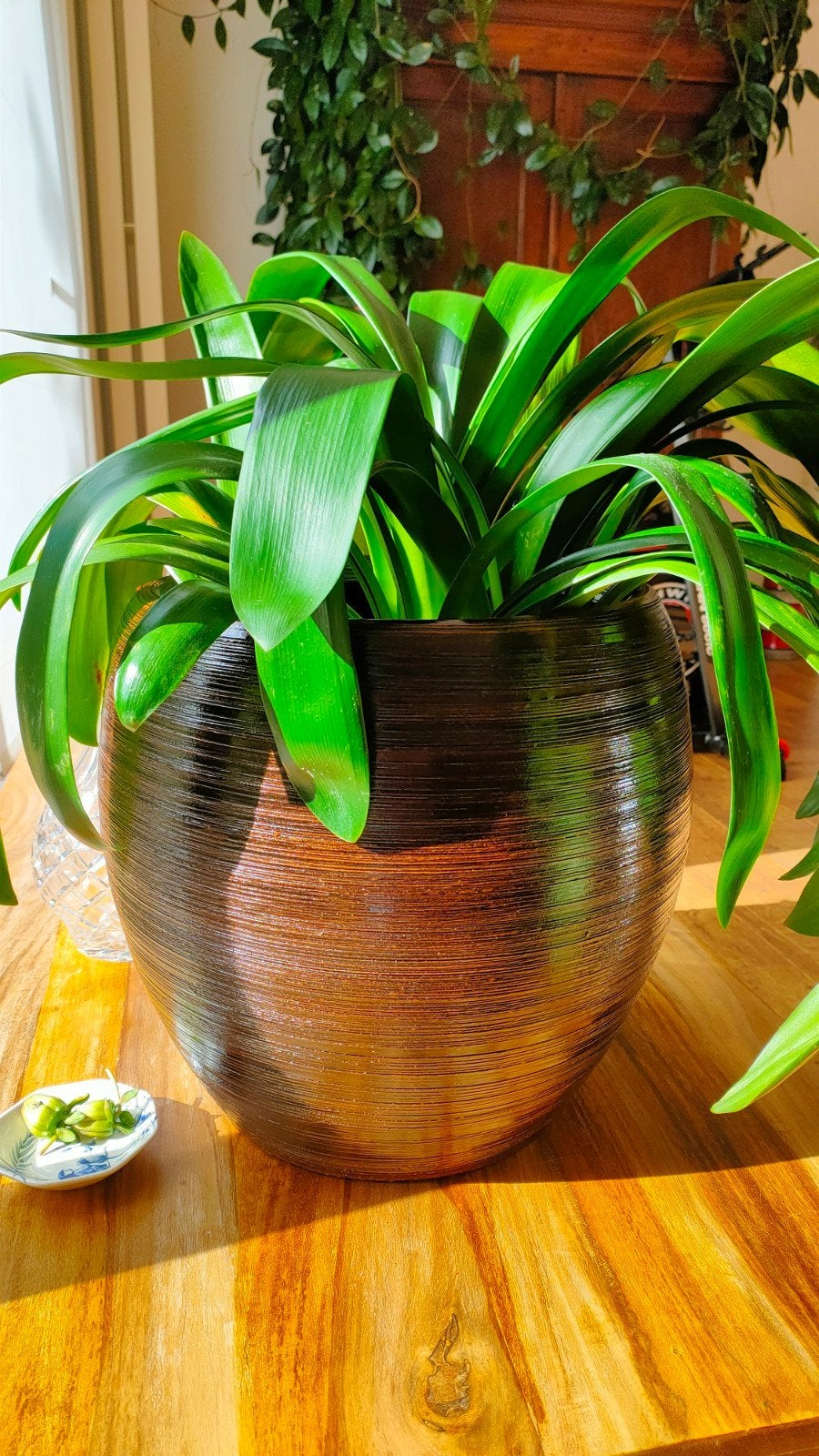 Clivia in pot, Ophalen, In pot, Halfschaduw, Minder dan 100 cm