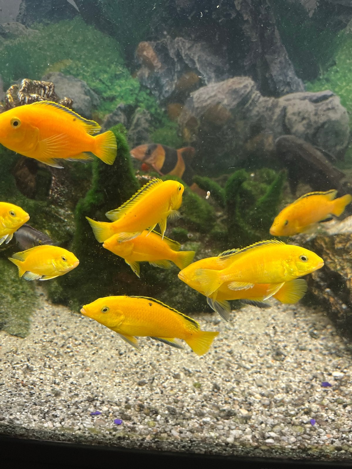 Malawi cichliden, Vis