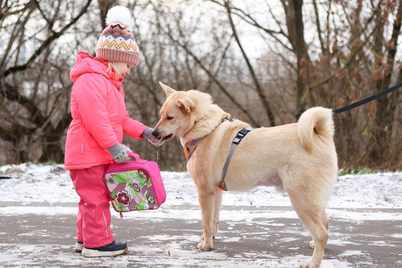 Olaf herplaatser kan met katten en kinderen, Reu, Eén hond, CDV (hondenziekte), Nederland