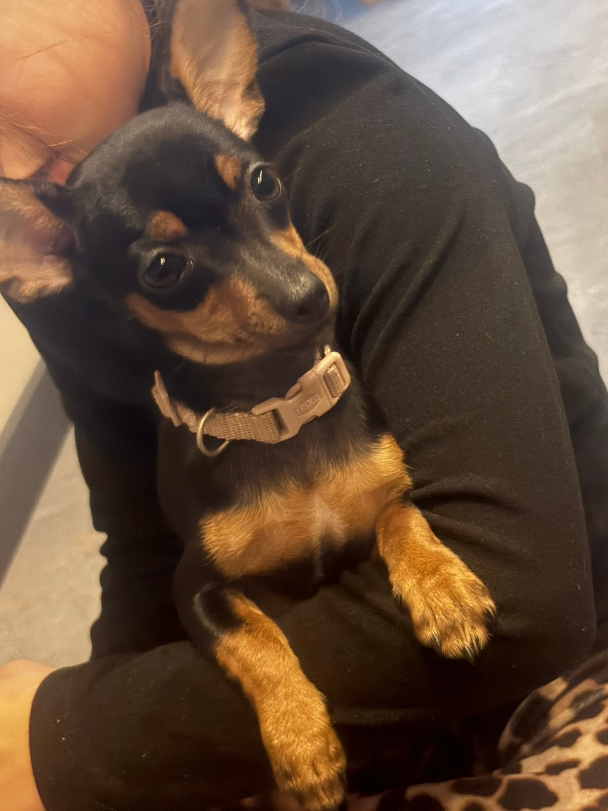 Mooie pinscher chihuahua puppy te koop, HCC (leverziekte), 15 weken tot 1 jaar, Teef, Eén hond