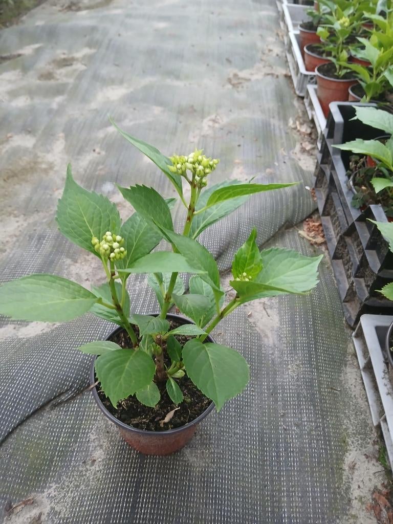 Hortensia, Tuin en Terras, Planten | Tuinplanten, Vaste plant, Halfschaduw, Zomer, Ophalen