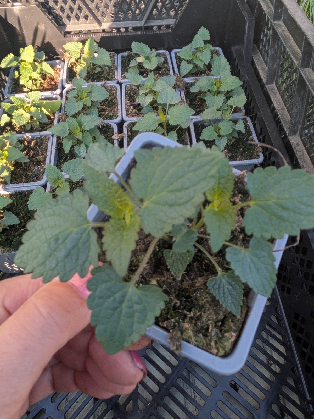 Dropsalie P9 - Sterke, Rijkbloeiende Vaste Plant, Volle zon, Vaste plant, Zomer, Ophalen