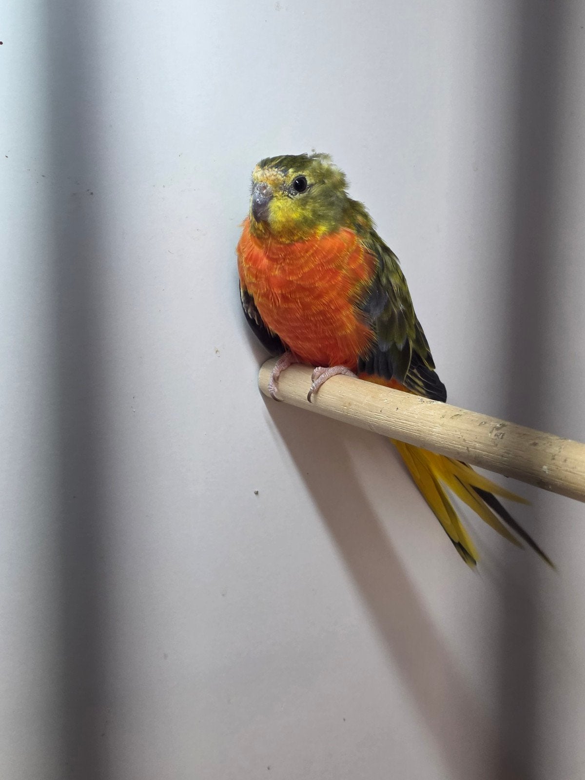 Turquoisine grijsgroene roodbuik pop '23, Dieren en Toebehoren, Vrouwelijk, Parkiet