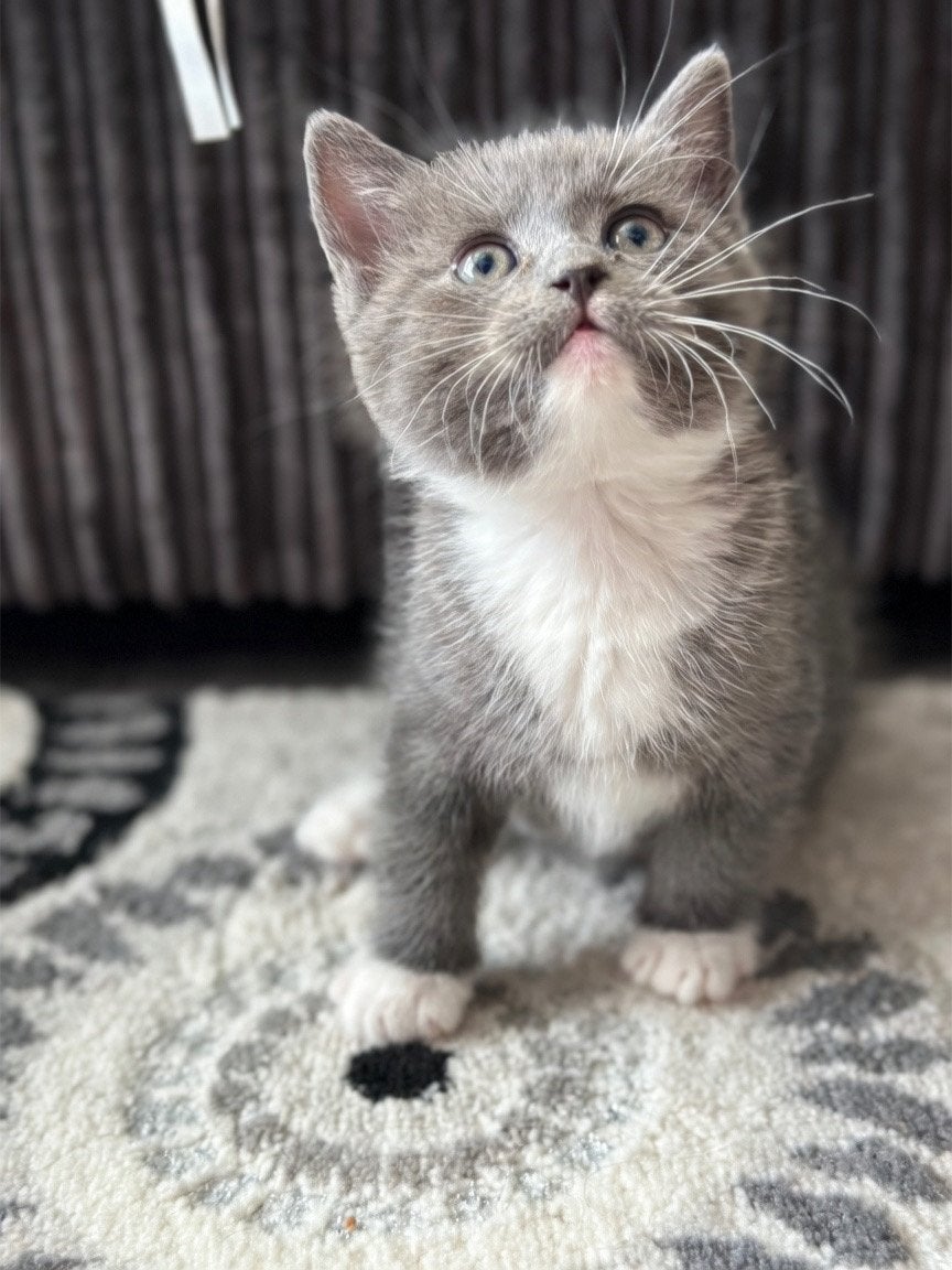 Ragdoll X Brits korthaar kitten (poes), Dieren en Toebehoren, Katten en Kittens | Overige Katten, Poes