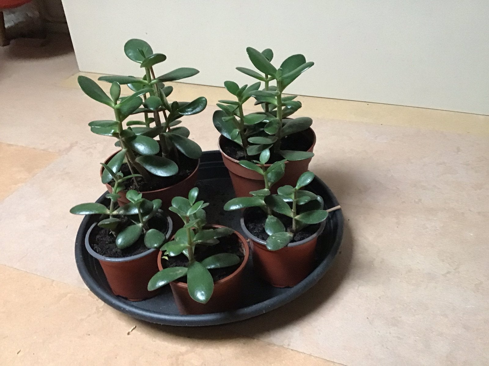 Kamerplanten, Groene kamerplant, Ophalen, Halfschaduw, Minder dan 100 cm