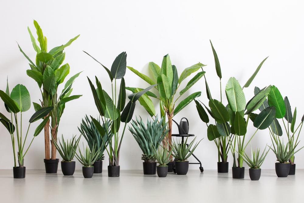 Gezocht gratis kunstplanten voor ons nieuwe buurthuis., Huis en Inrichting, Ophalen, Halfschaduw, Minder dan 100 cm