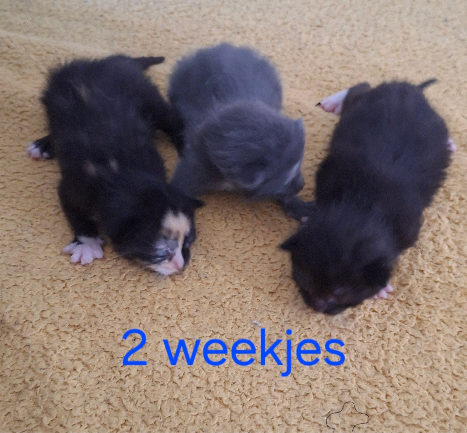 Kittens