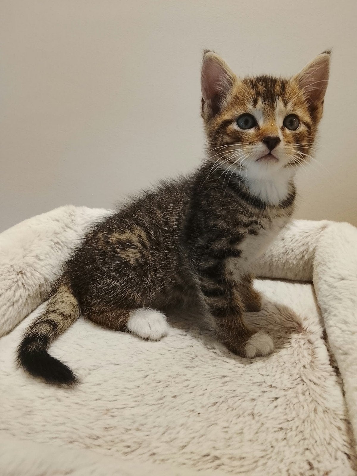 Prachtige Ragdoll kruising kittens, Dieren en Toebehoren, Meerdere dieren, 0 tot 2 jaar