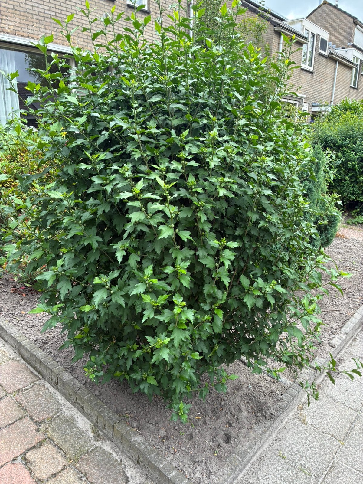 We gaan de tuin veranderen, Tuin en Terras, Ophalen, Overige soorten, Volle zon