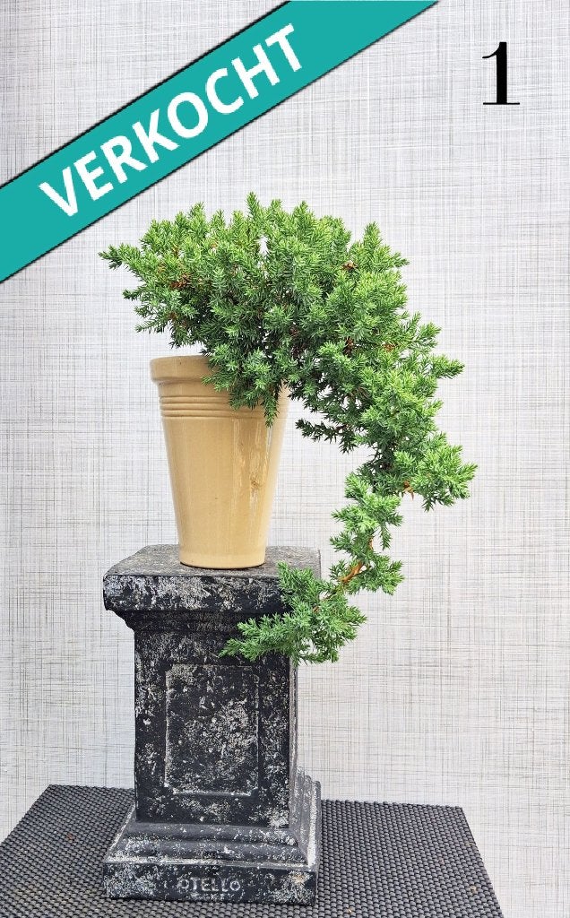 Bonsai Hangende Cascade Juniperus Squamata-Jeneverbes, In pot, Minder dan 100 cm, Bonsai, Groene kamerplant