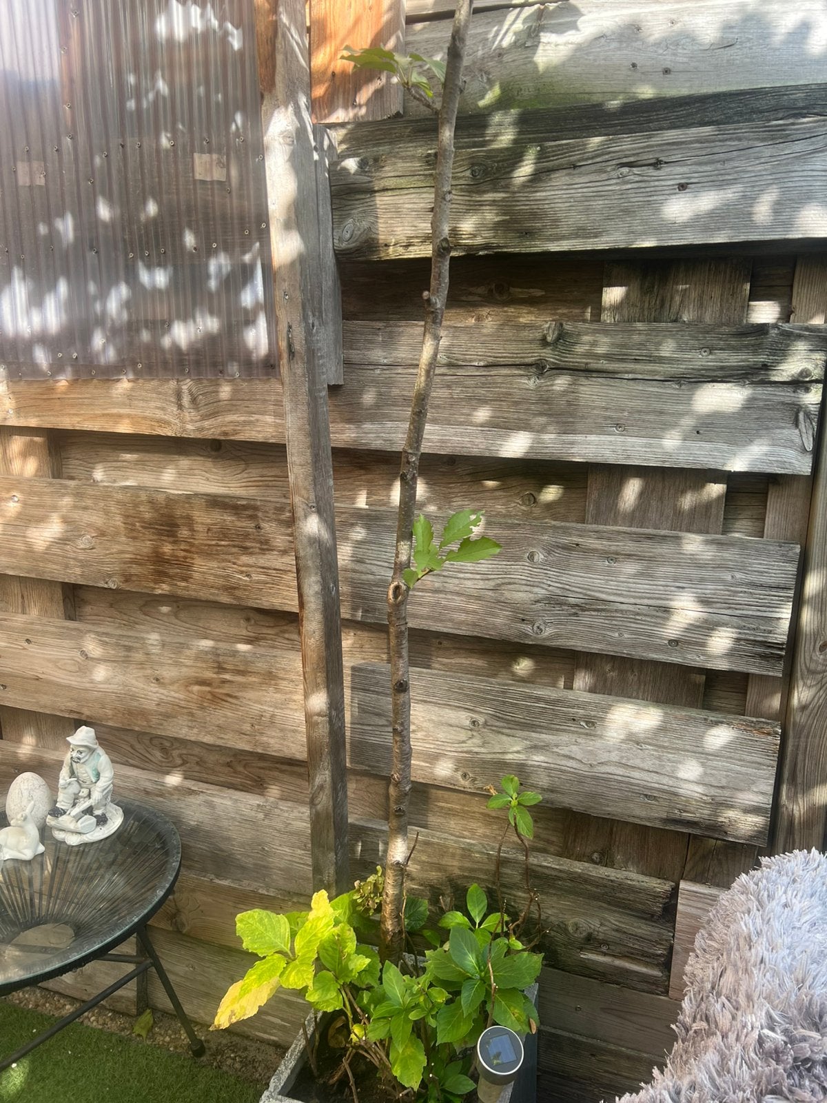 Kersen boom voor 10 euro, Ophalen