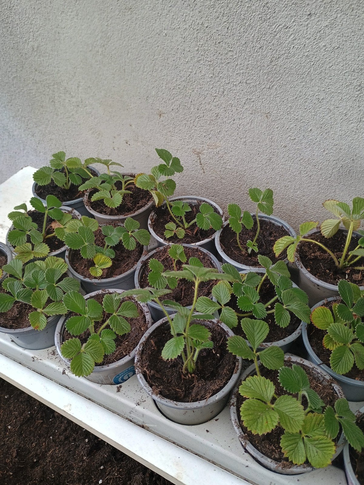 te koop diverse perzik aardbeien plantjes, Ophalen, Volle zon