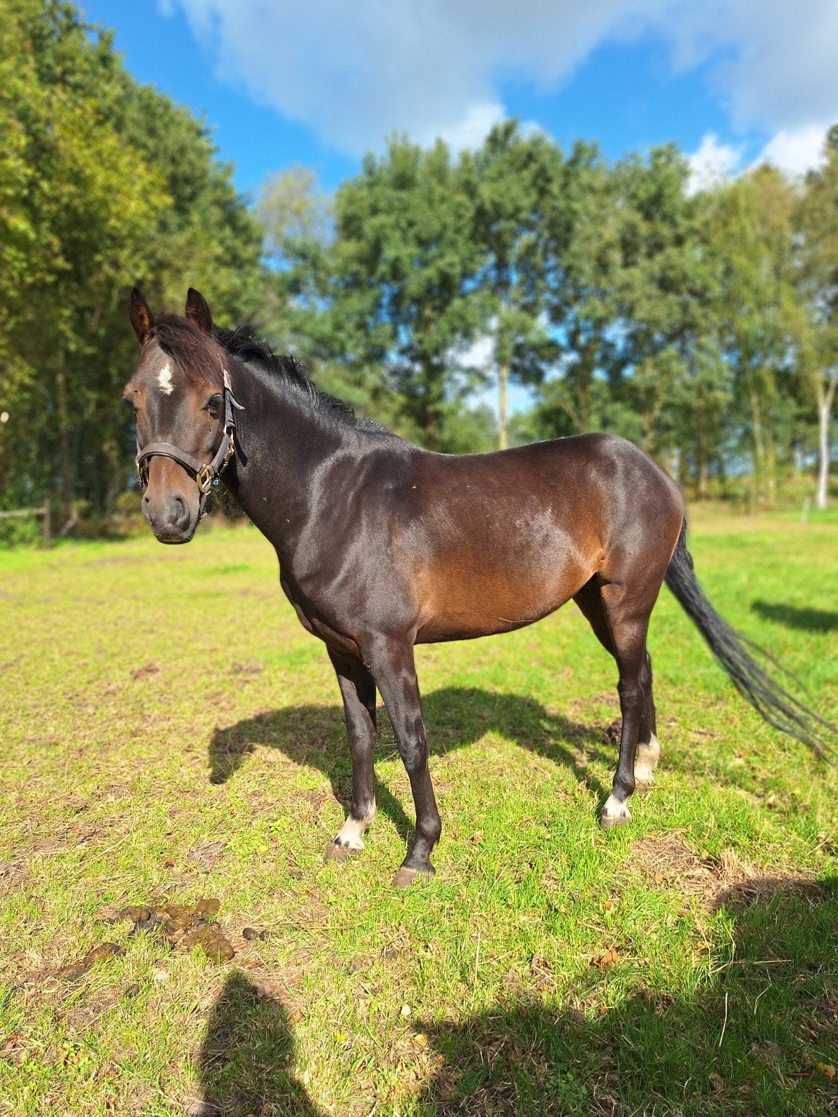Prachtig lieve 5-jarige Hackney Ruin – Enkel- & Dubbelspan, Minder dan 160 cm, Met stamboom, Ruin, 3 tot 6 jaar