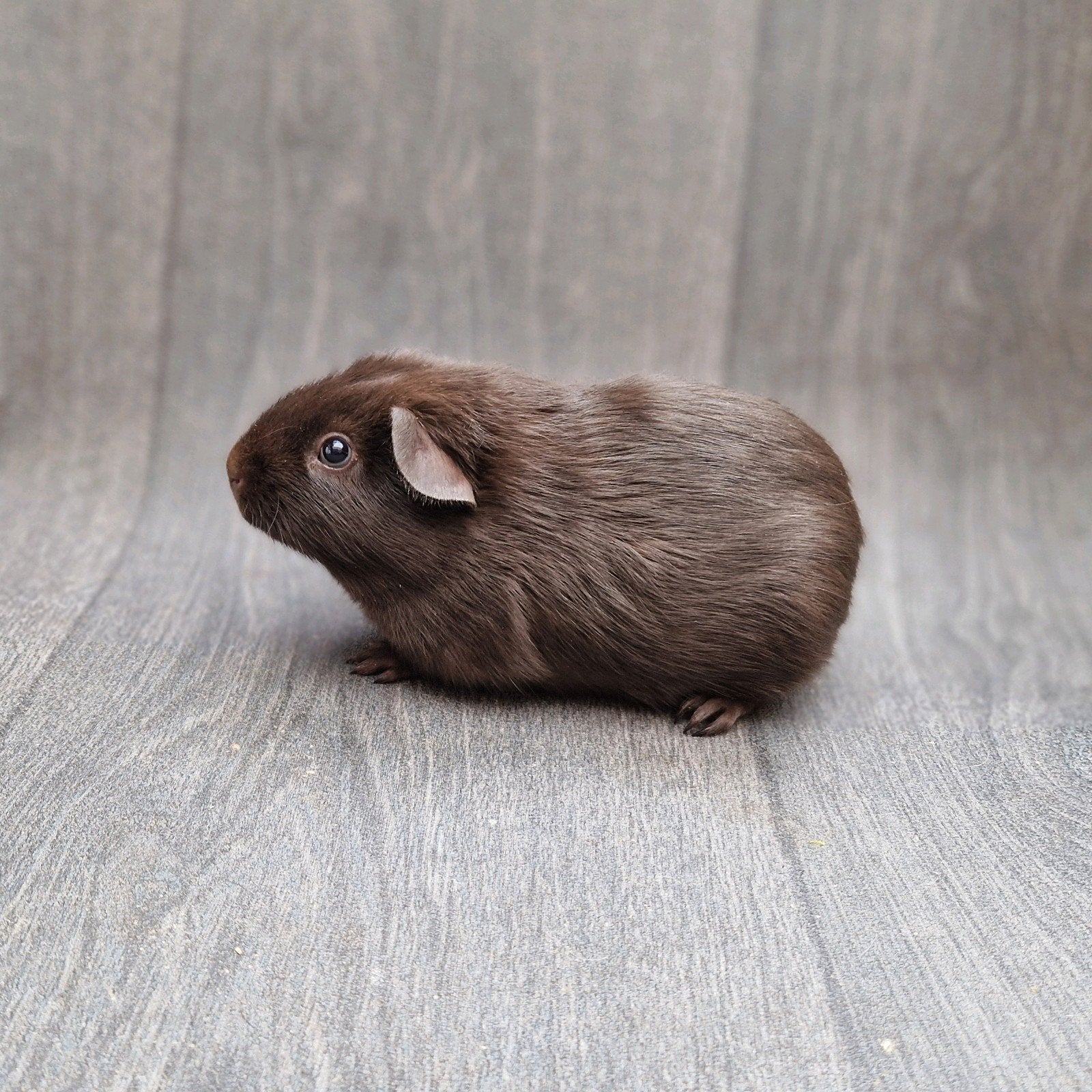 cavia gladhaar beer, Dieren en Toebehoren, Cavia, Mannelijk, Tam, Oktober