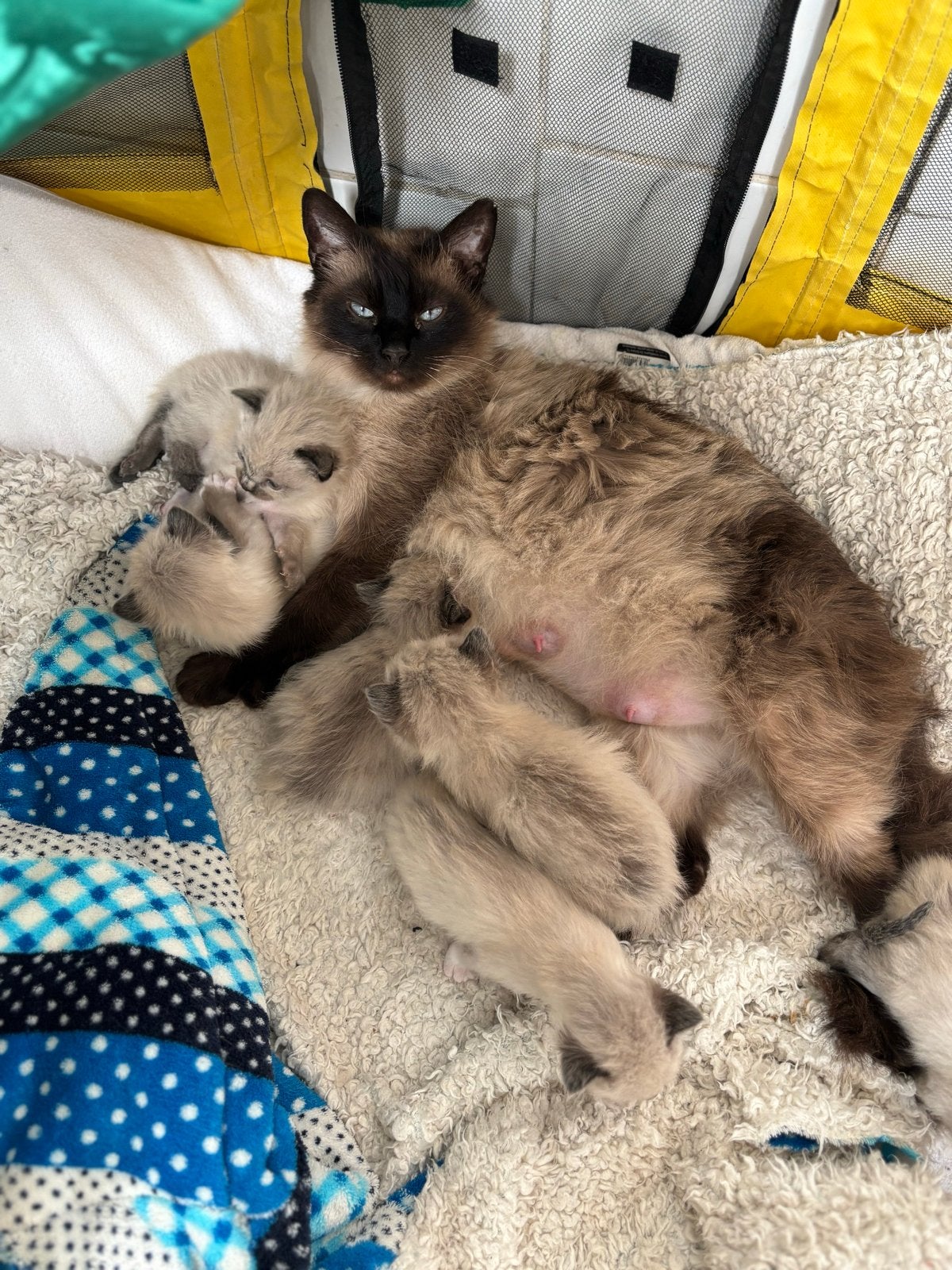 Ragdoll kitten, Kater, Kortharig, 0 tot 2 jaar