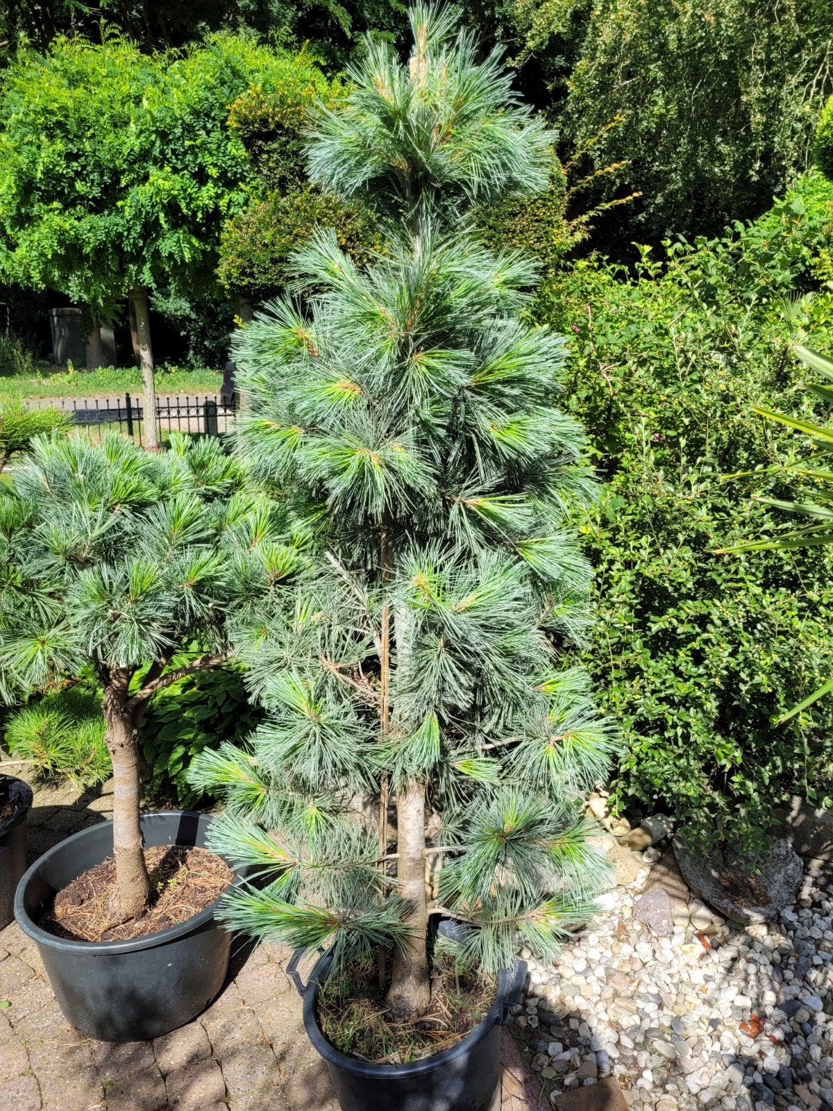 Pinus van de Wolf Piramide - Unieke pinus, Bloeit niet, Overige soorten, 250 tot 400 cm, Ophalen