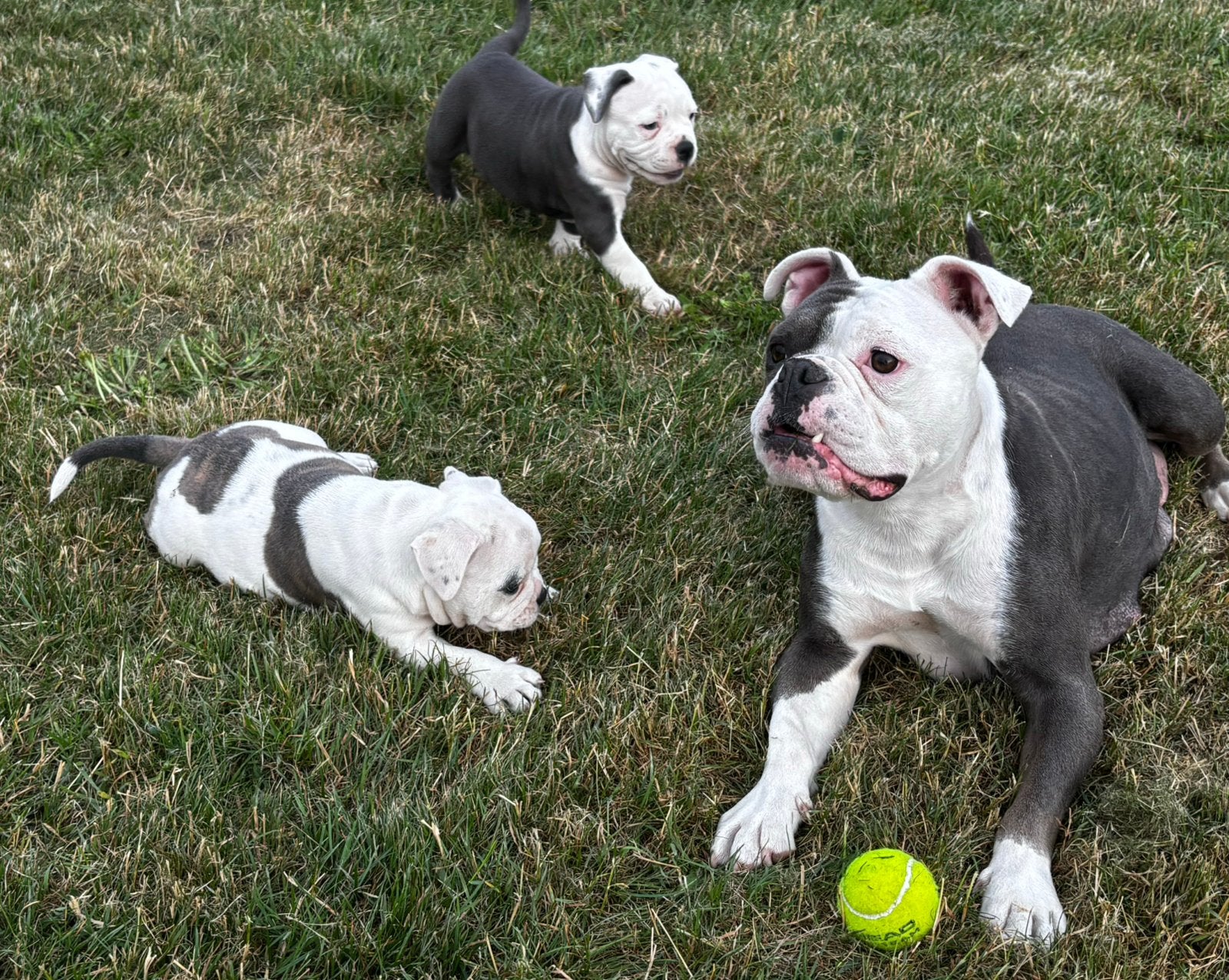 Old English Bulldog puppy’s vakantieoppas mogelijk, Dieren en Toebehoren, Honden | Bulldogs, Pinschers en Molossers, Parvo, 8 tot 15 weken