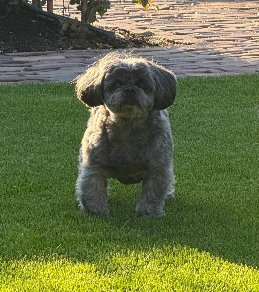 Mal-Shi (reu) beschikbaar voor dekking, Dieren en Toebehoren, Reu, Parvo, Eén hond, 3 tot 5 jaar