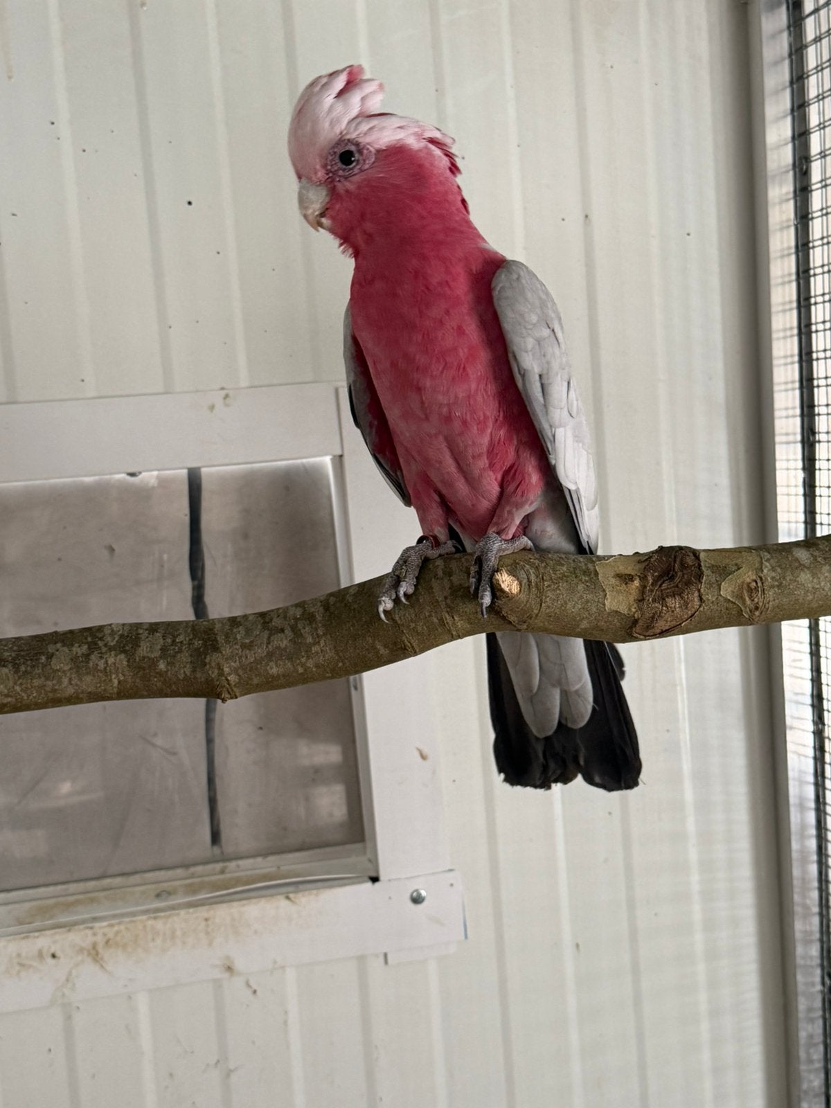 Rose kakatoe, Dieren en Toebehoren, Mannelijk, Papegaai
