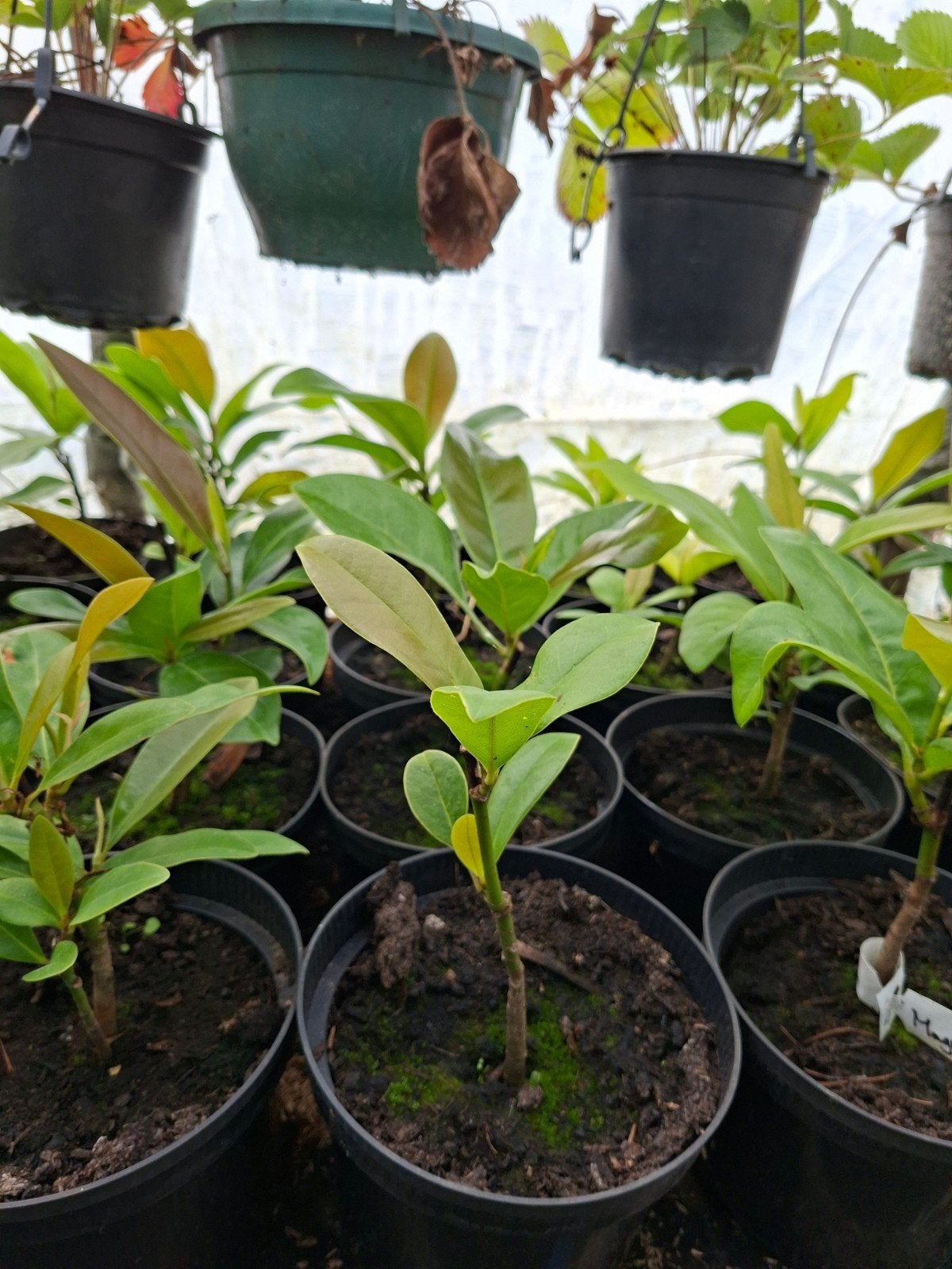 magnolia grandiflora (groenblijvend), Tuin en Terras, Ophalen of Verzenden, Overige soorten, 100 tot 250 cm