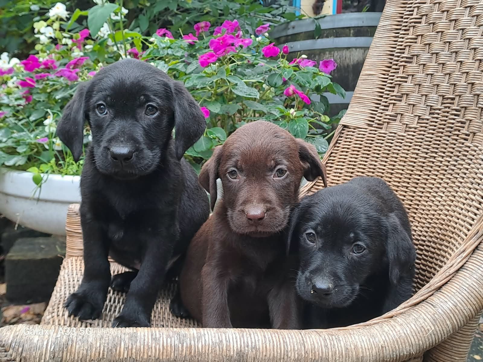 Labrador pups, CDV (hondenziekte), 8 tot 15 weken, Labrador retriever, Meerdere