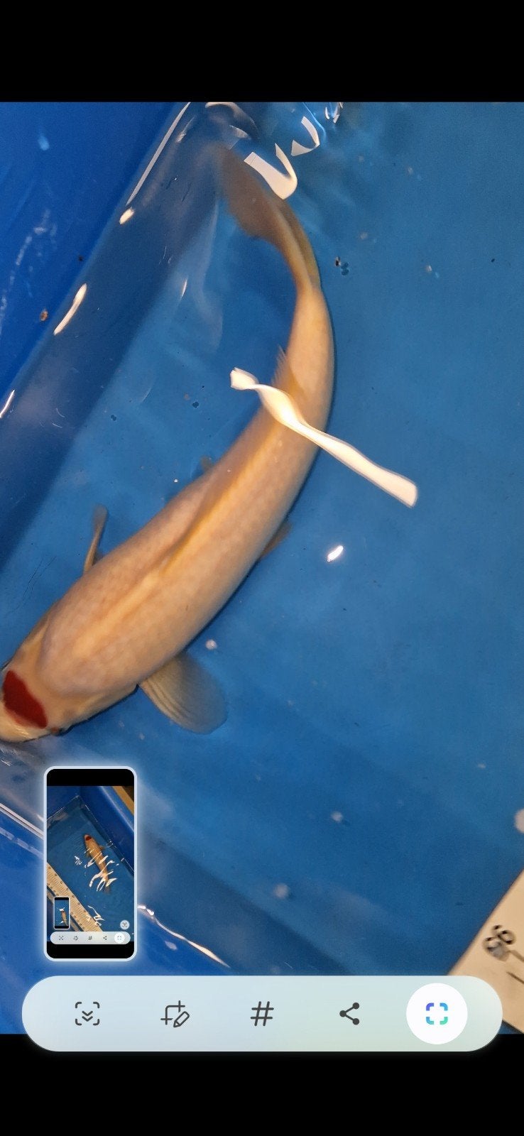 tancho, Karper of Koi