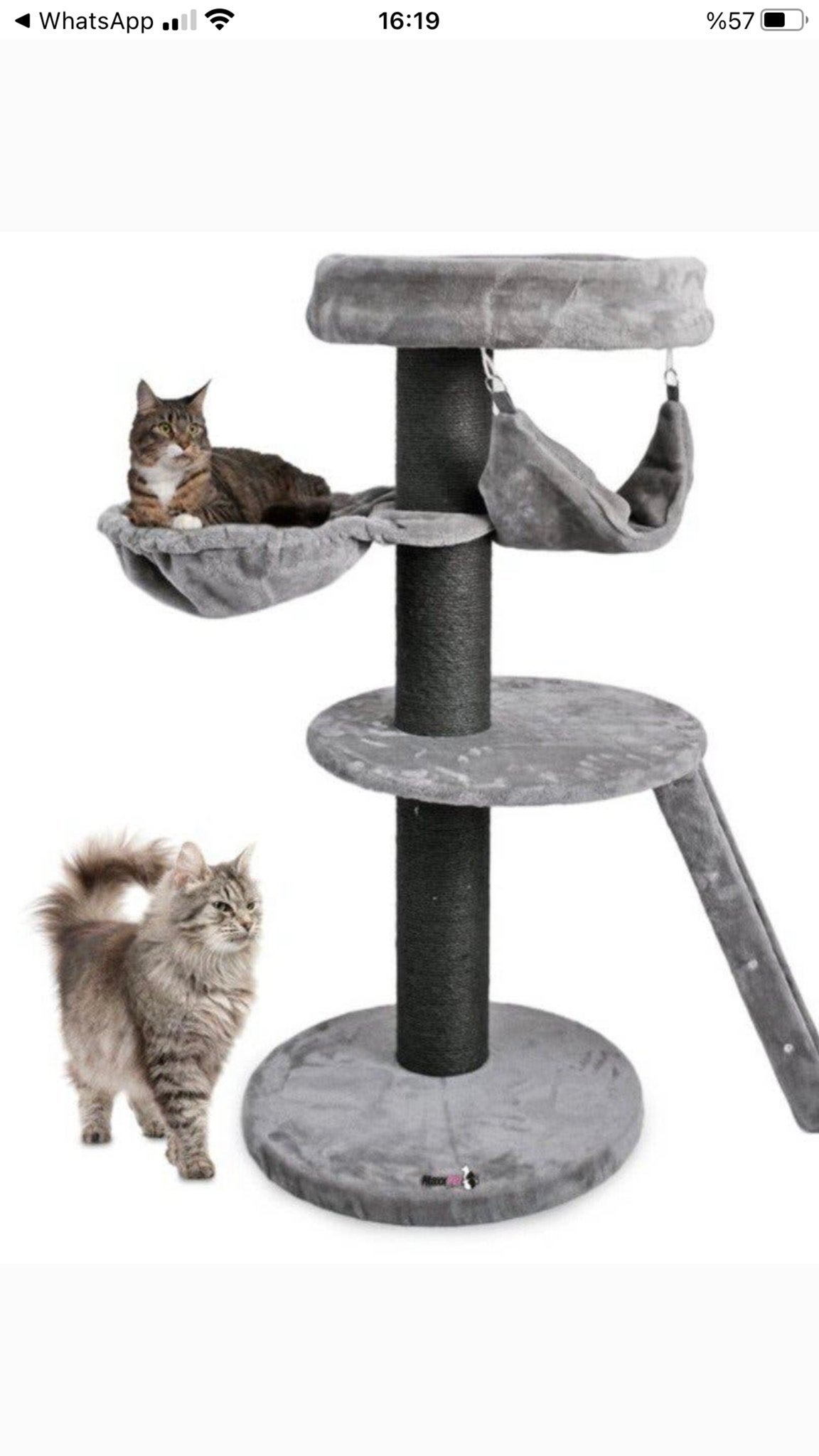 Katten, Dieren en Toebehoren, Ophalen of Verzenden