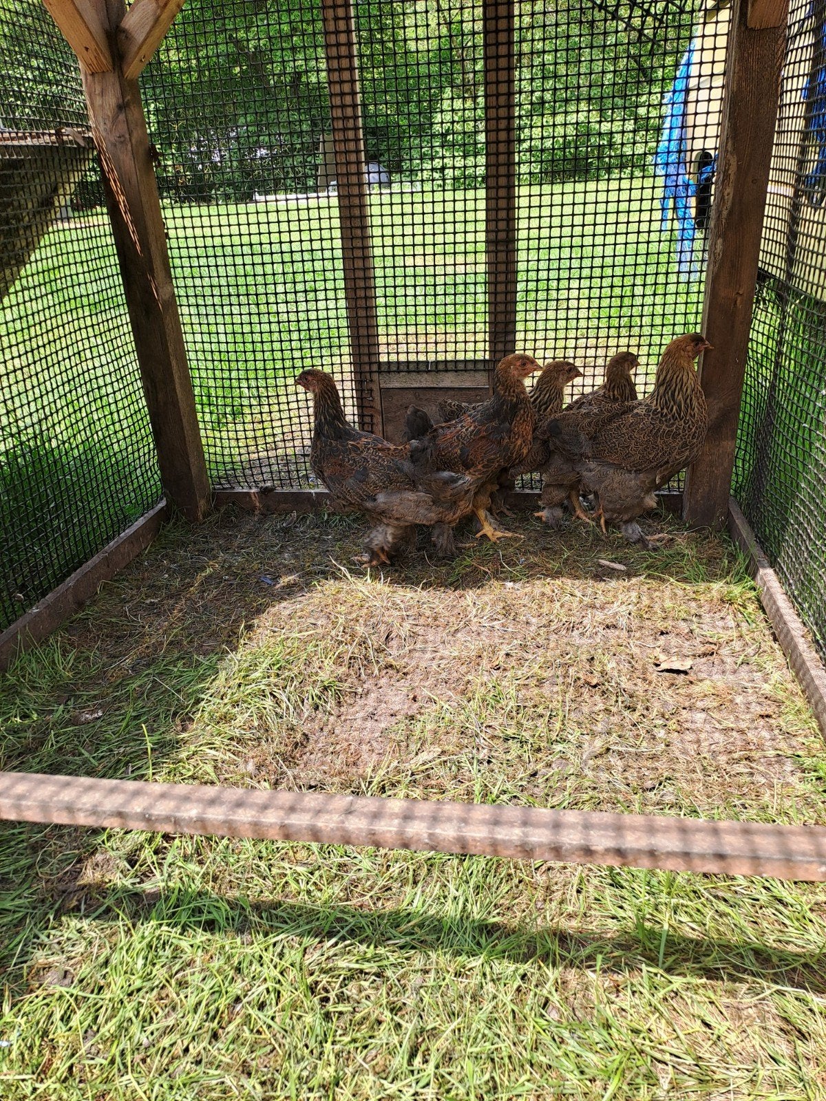 3   Jonge brahma hennen meerzomig patrijs., Vrouwelijk, Kip