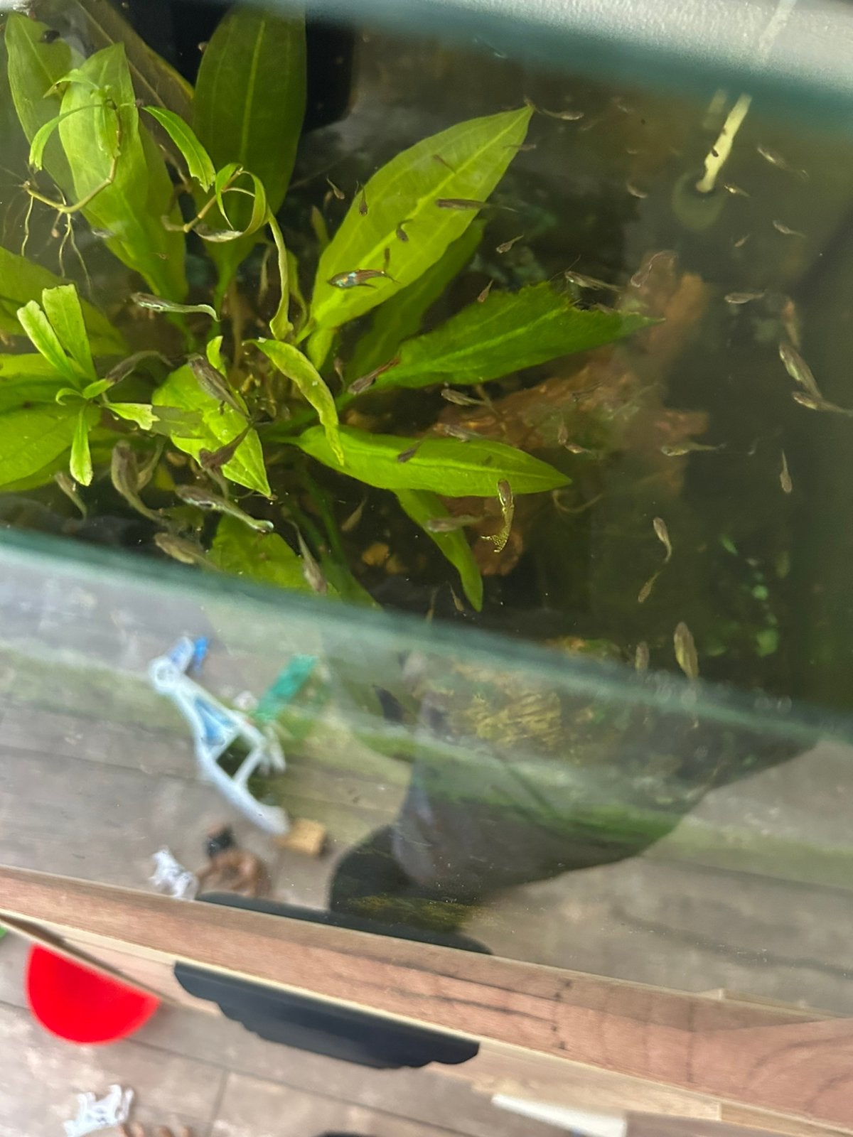 Guppys, Dieren en Toebehoren, Vis