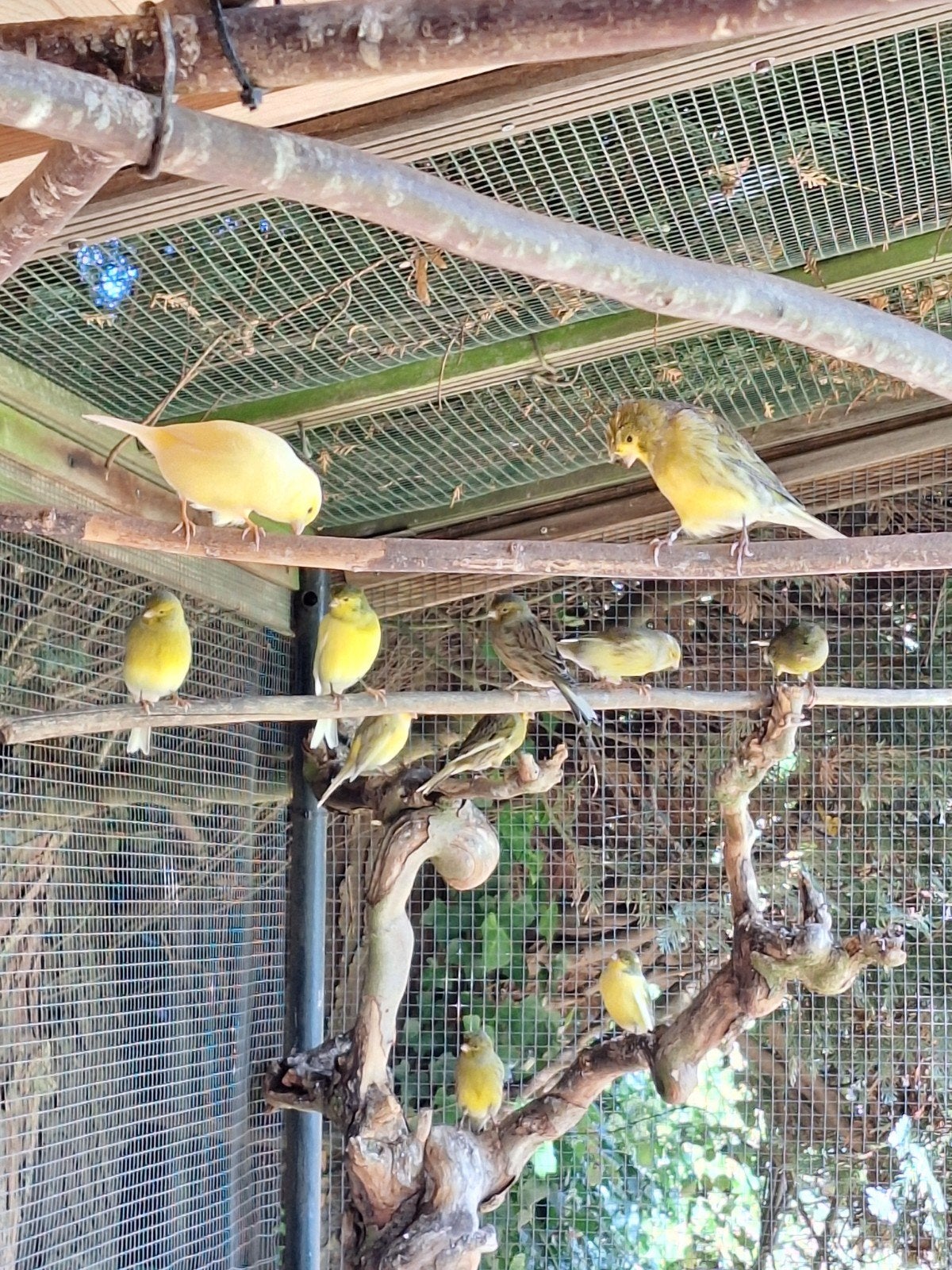 Kanaries te koop, Meerdere dieren, Bastaard