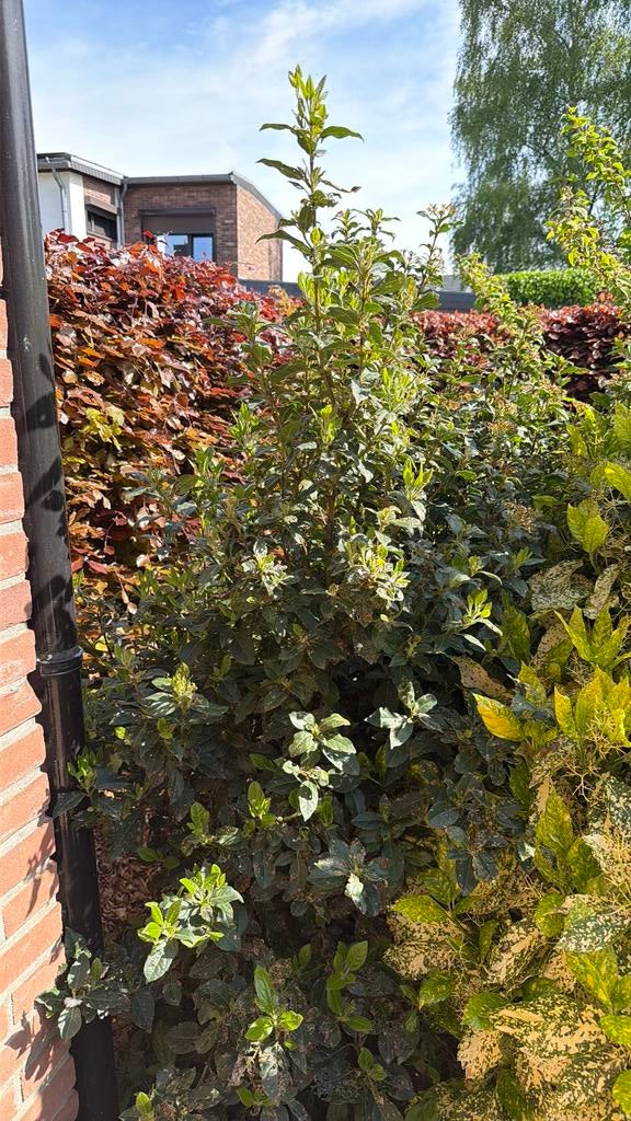 Gratis plant ophalen, Ophalen, Volle zon, Overige soorten, 100 tot 250 cm