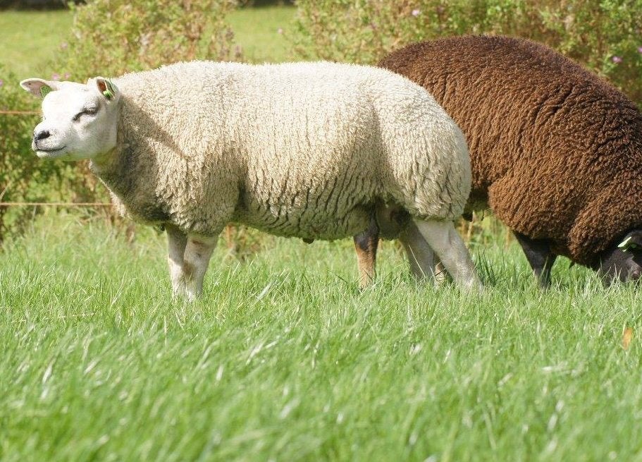 Te koop luxe stamboek texelaar dekram, Dieren en Toebehoren, Schapen, Geiten en Varkens, Mannelijk, Schaap