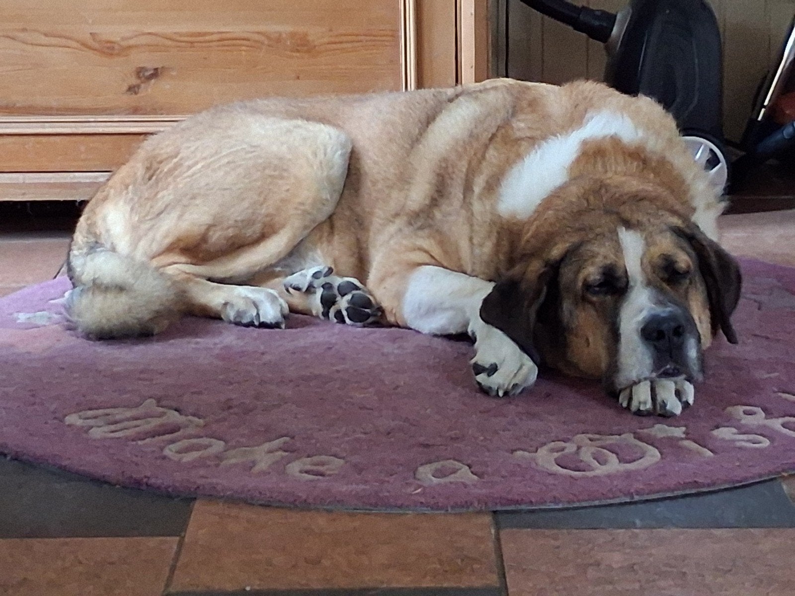 Lieve Mastin Espagnol zoekt met spoed een nieuw thuis., Dieren en Toebehoren, Honden | Niet-rashonden, 6 jaar of ouder, Reu, Groot